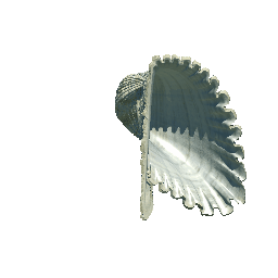 Anadara Crassicosta?