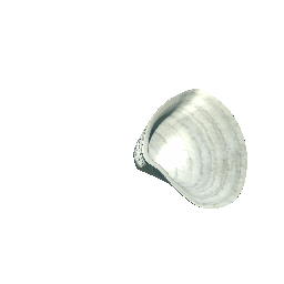 Clam