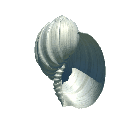 Harp Shell