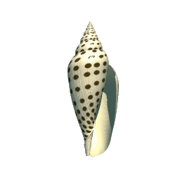Junonia