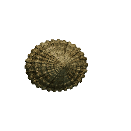 Limpet