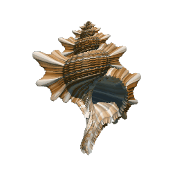 Maple Leaf Shell