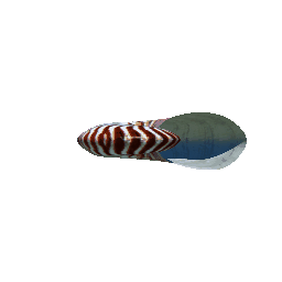 Nautilus