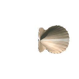 Scallop
