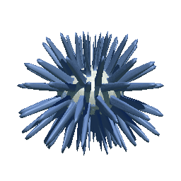 Sea Urchin